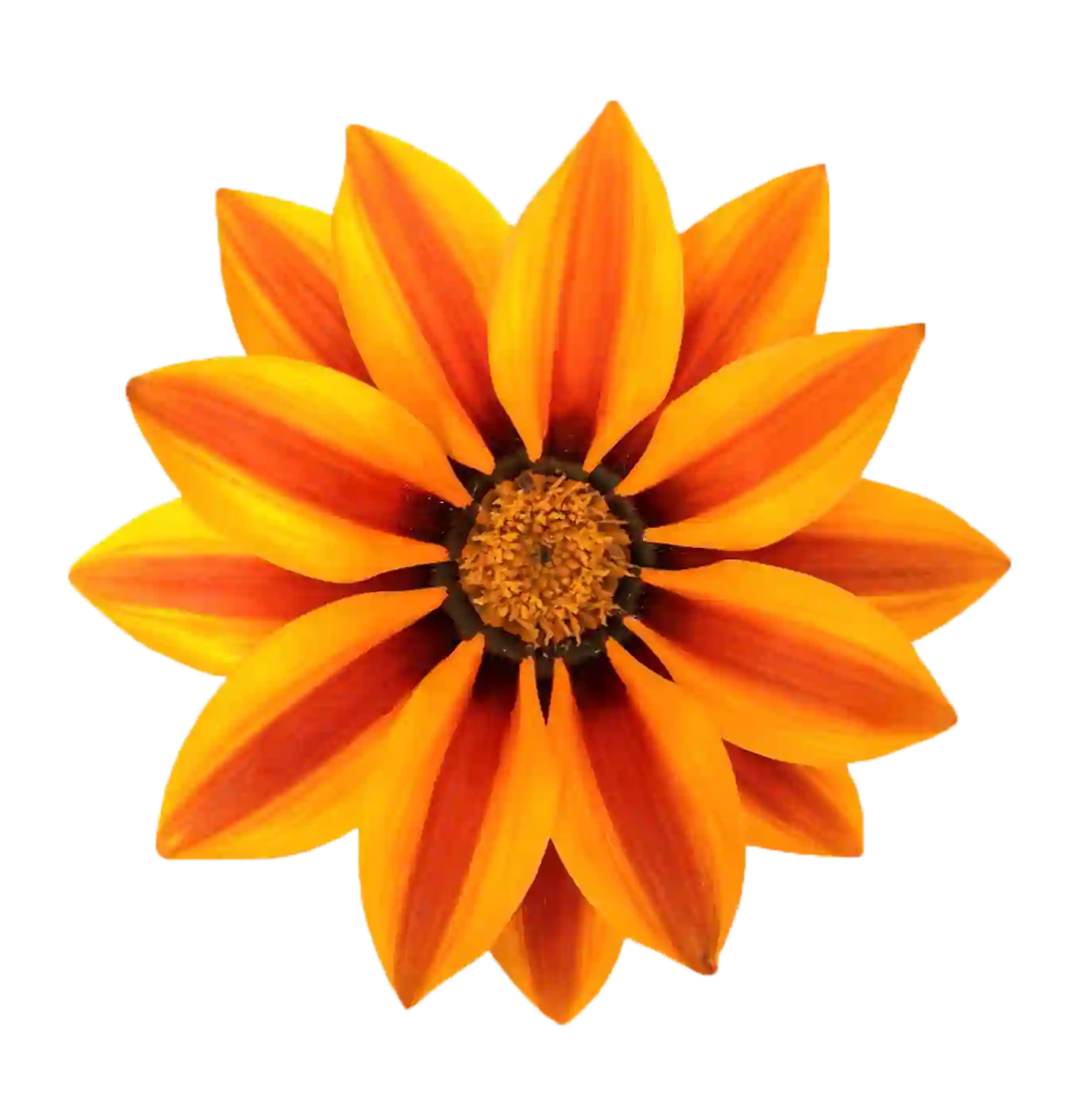 Gazania PNG Image | Widepik