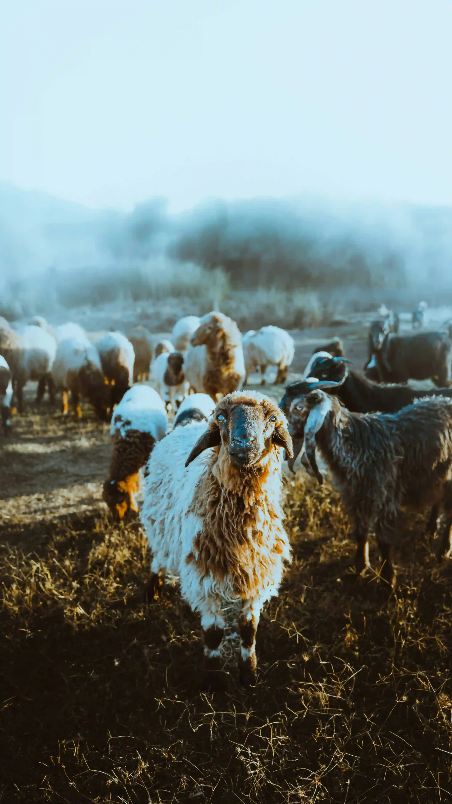 A Group of Sheep | Photo Free Download | Widepik