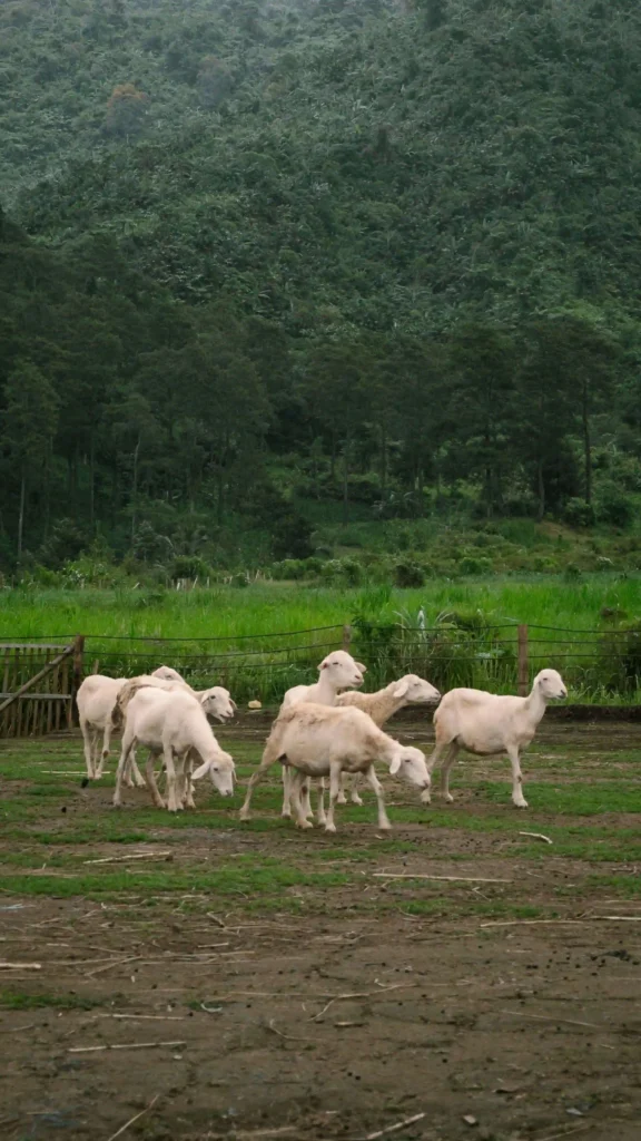 St. Croix sheep | Photo Download | Widepik