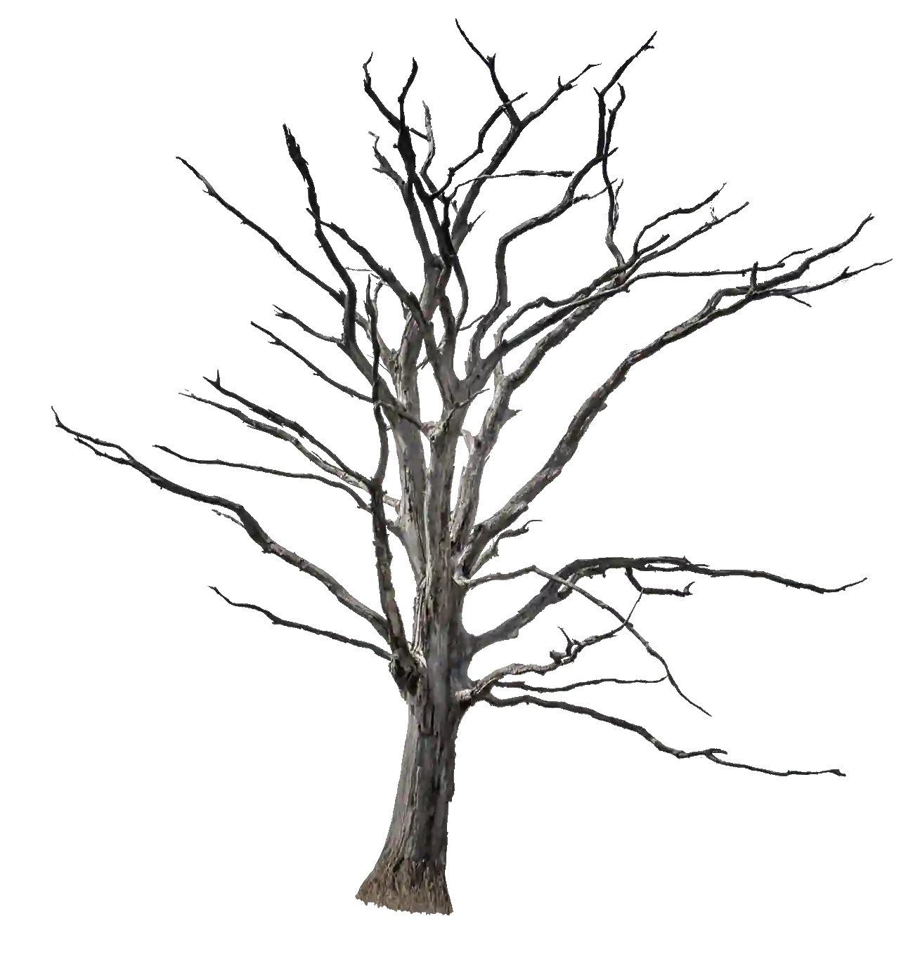 Dead Tree Free PNG