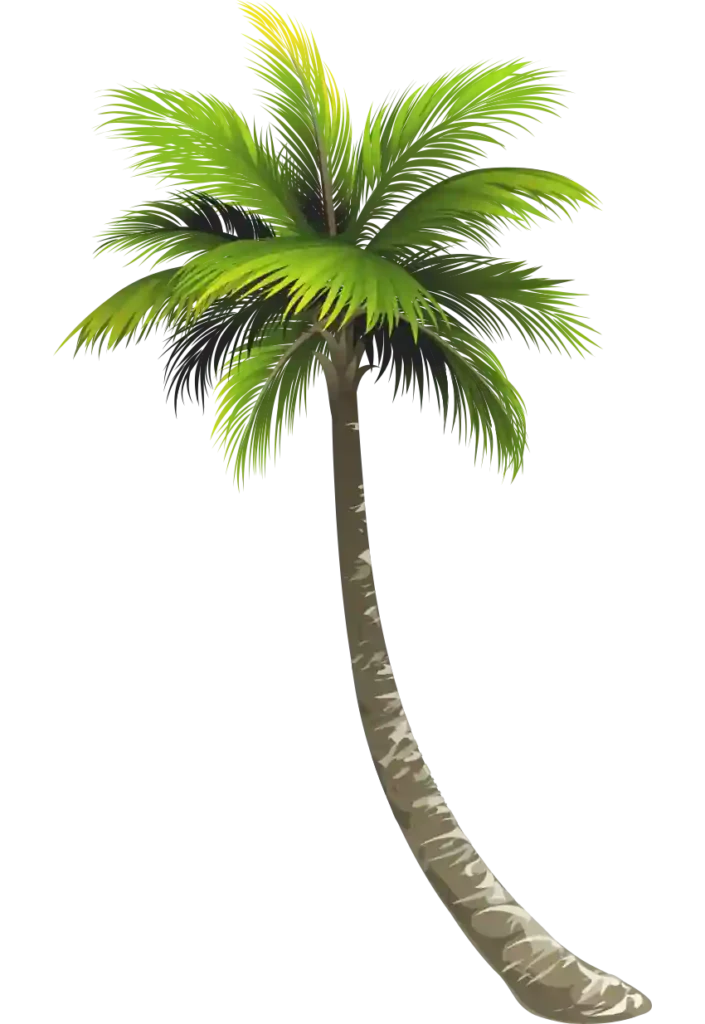 Long Coconut Tree PNG Transparent