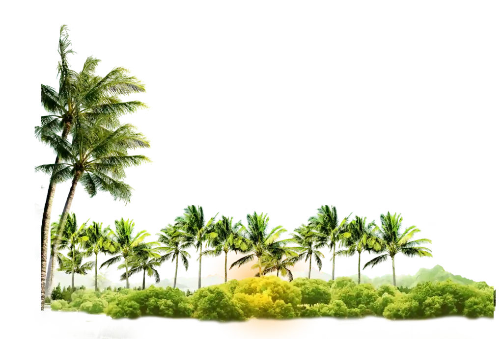 Transparent Palm Tree Grove PNG